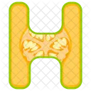 Lettera h  Icon