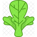 Lettuce Icon