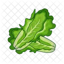 Lettuce Salad Meal Icon