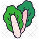 Lettuce Cabbage Food Icon