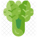 Lettuce Vegetable Salad Icon