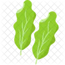 Lettuce Vegetables Illustration Icon