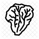 Lettuce Leaf  Icon