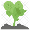 Lettuce Plant Growing Seed Salad Icon
