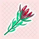 Leucadendron  Icon