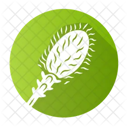 Liatris  Icon