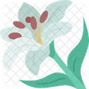 Lilies Flower Blossom Icon