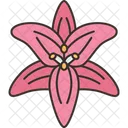 Lilium Blossom  Icon