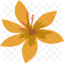 Lilly Jasmin Flower Icon
