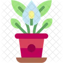 Lily House Plants Nature Icon