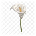 Lily Flower Icon