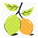 Lemons Limes Citrus Fruit Icon