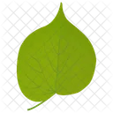 Linden Leaf Leaf Green Leaf Icon