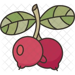 Lingonberry  Icon