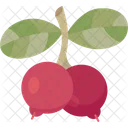 Lingonberry Berry Fruit Icon
