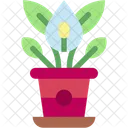 Lirio Plantas De Casa Natureza Ícone