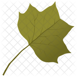 Liriodendron Tulipifera Icon