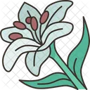Lirios Flor Florecer Icono