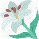 Lirios Flor Florecer Icono