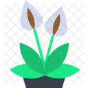 Lirios De Paz Lirio Blanco Planta Icono
