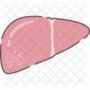 Liver Organ Human Organs Icon