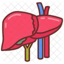 Liver Solid Organ Human Organ Icon