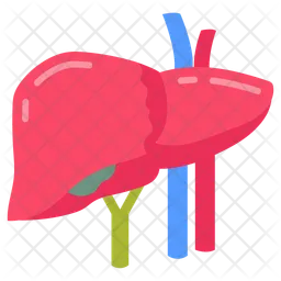 Liver  Icon