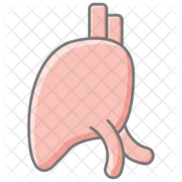 Liver  Icon