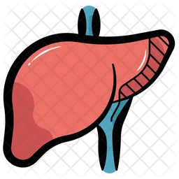 Liver  Icon