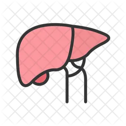 Liver  Icon