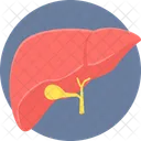 Liver Anatomy Medicine Icon