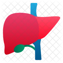 Liver  Icon