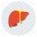 Liver Human Liver Organ Icon