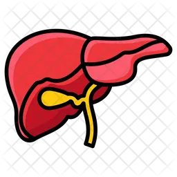 Liver  Icon