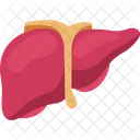 Liver Medical Organ Icon