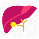 Liver Human Liver Organ Icon