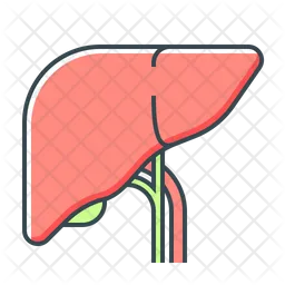 Liver  Icon