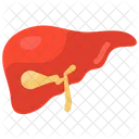 Liver Hepatology Hepatic Icon