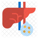 Liver Physiology Healthcare Icon