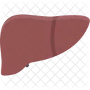 Liver Organ Medical Icon