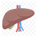 Liver Hepatology Detoxification Icon