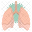 Liver Anatomy Organ Icon