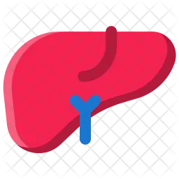 Liver  Icon