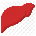 Liver Body Health Icon