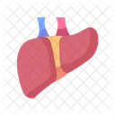 Liver Organ Anatomy Icon