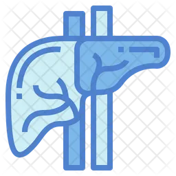 Liver  Icon