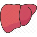 Liver Hepatic Organ Icon