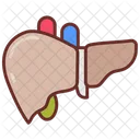 Liver Pancreas Liver Health Icon