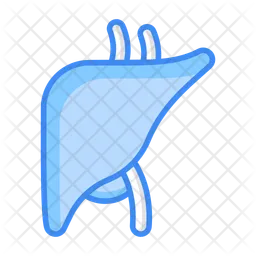 Liver  Icon