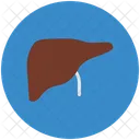 Liver  Icon